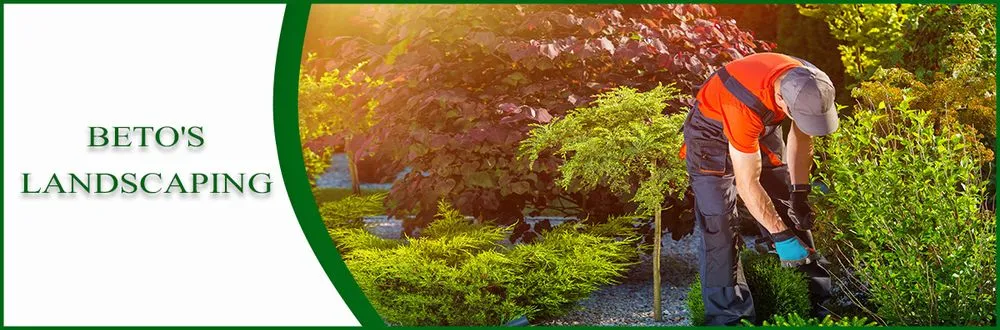 Professional yard cleanup service experts serving Petaluma, CA - Beto's Landscaping