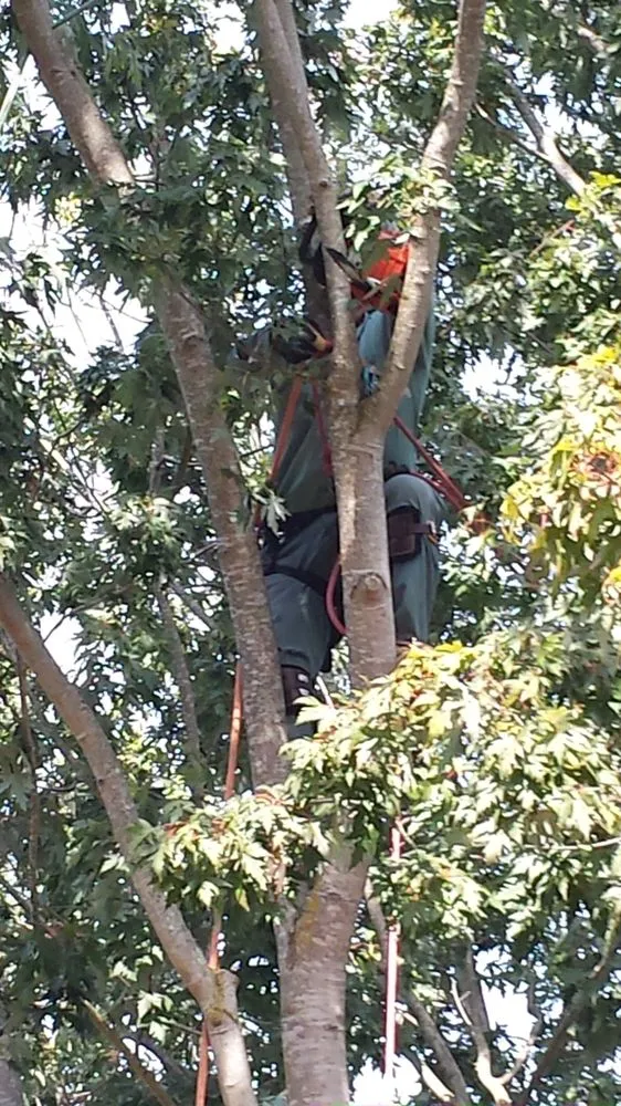 Custom landscape design with custom design across South San Francisco, CA - Beto's Landscaping