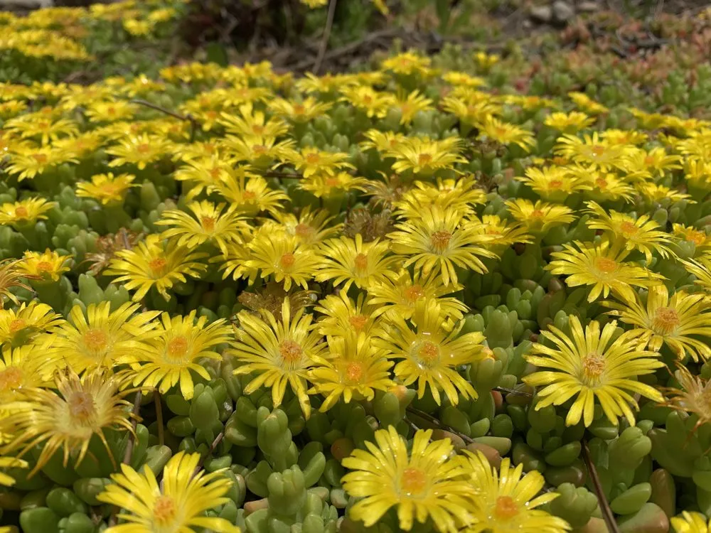 Custom yard cleanup service experts serving Boulder, CO - Better Blooms