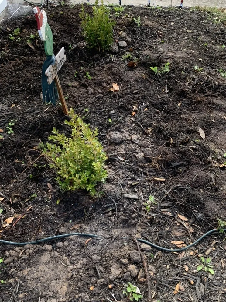 Top-rated yard cleanup service in Bluffton, SC by Better Care Lawn & Landscaping