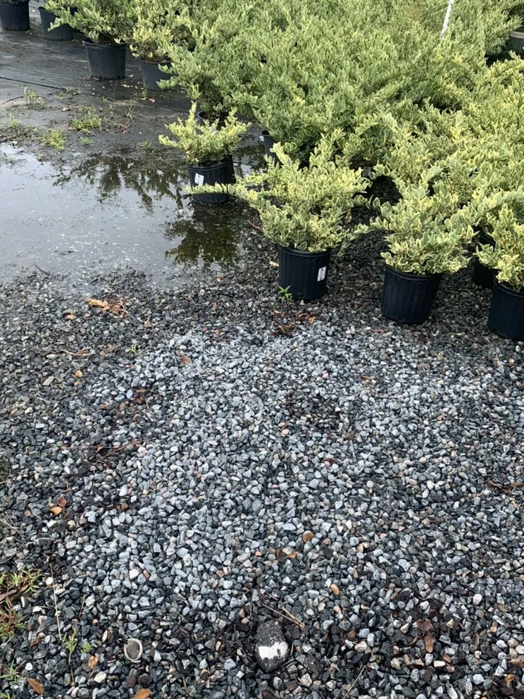 Trusted landscaping services for beautiful yards in Bluffton, SC by Better Care Lawn & Landscaping