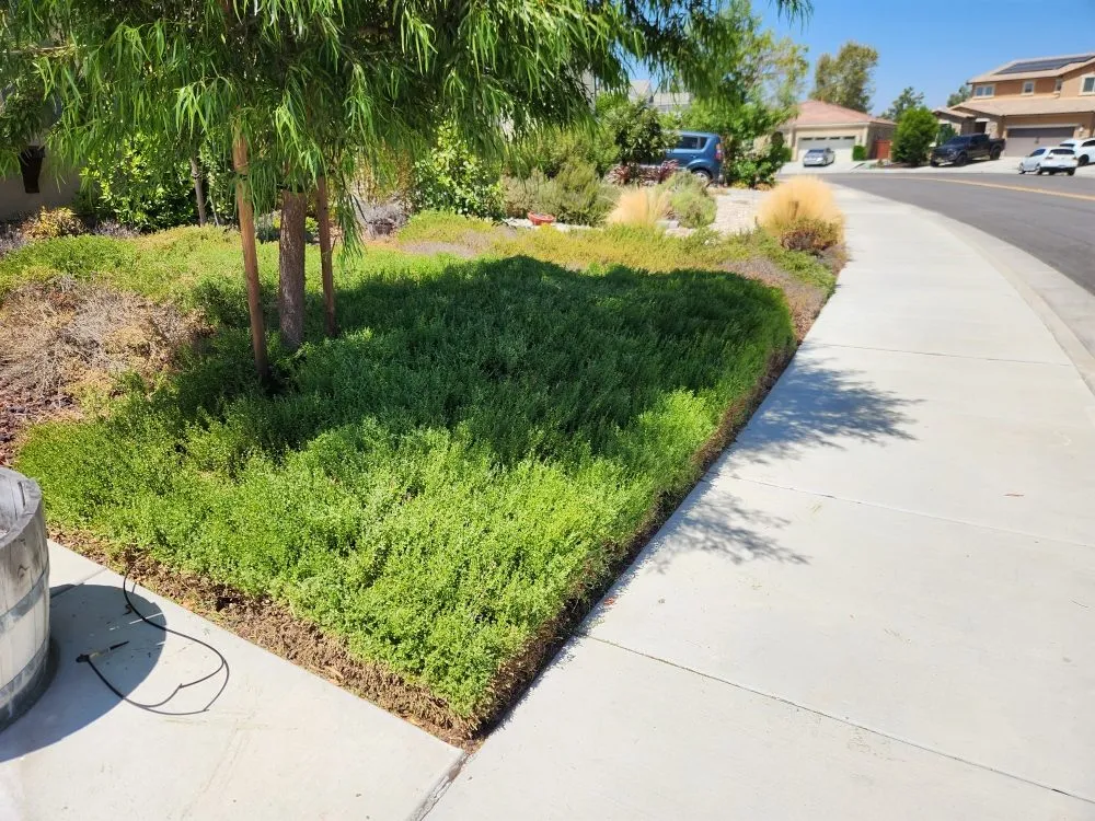 Custom lawn mowing service in Hemet, CA by Better Every Day Landscaping