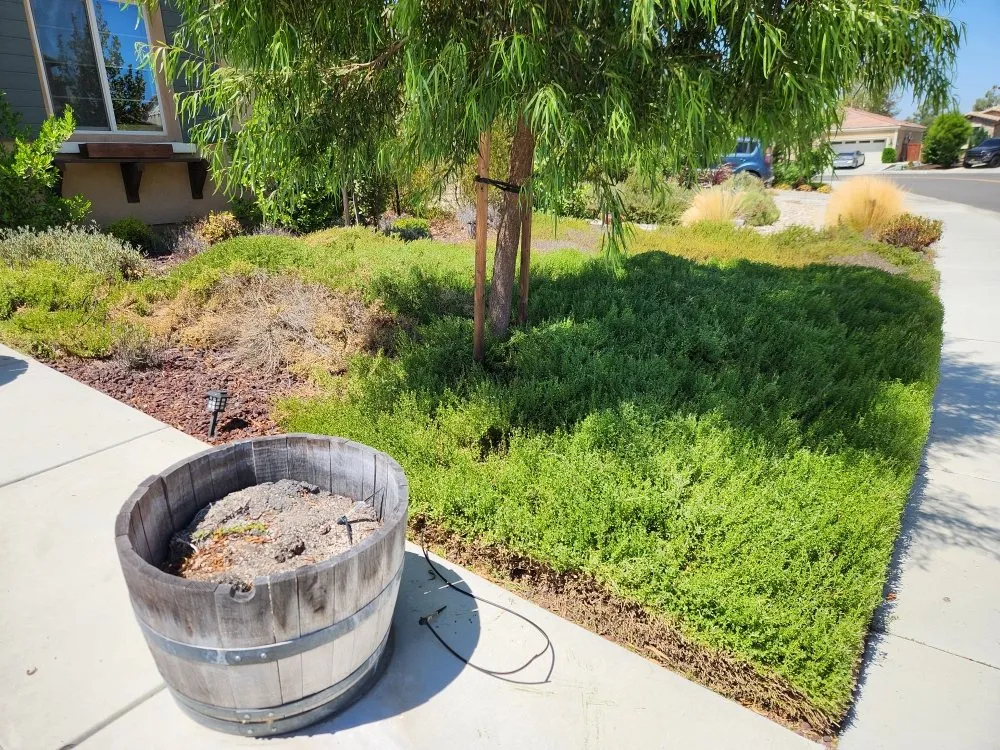 Expert landscaping services for year-round maintenance in Hemet, CA by Better Every Day Landscaping