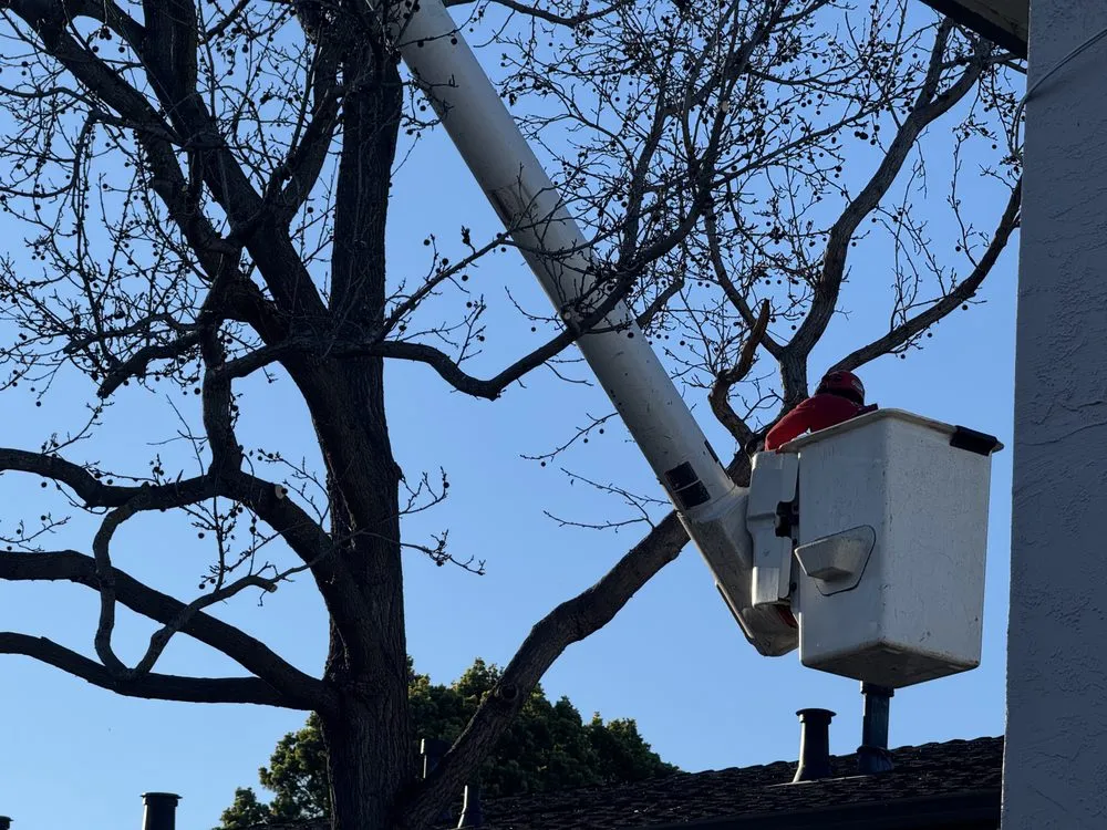 Top-rated residential landscaping with custom design in Martinez, CA by Better Future Eco