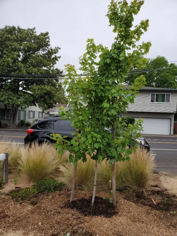 Trusted landscaping services in Martinez, CA - Better Future Eco