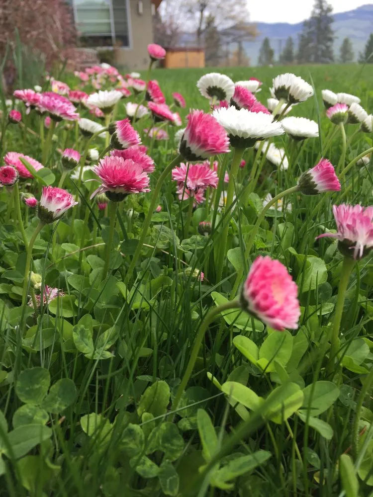 Custom outdoor landscaping experts serving Medford, OR - Better Garden Care