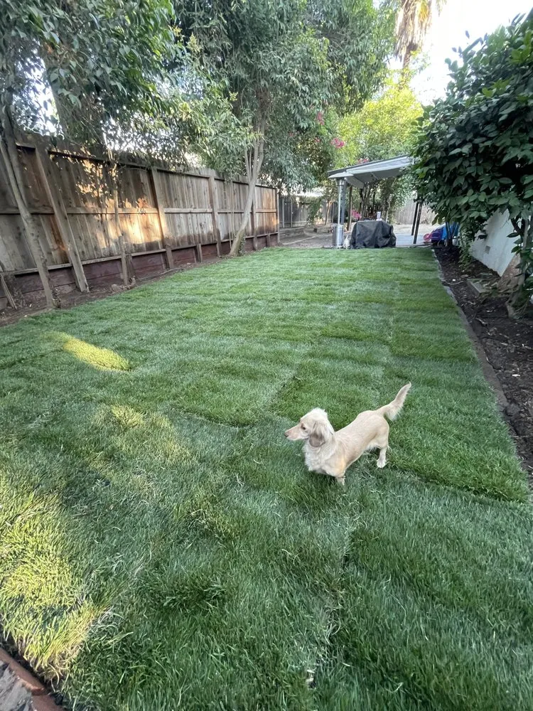 Custom lawn care service in Yuba City, CA by Better Home Landscape