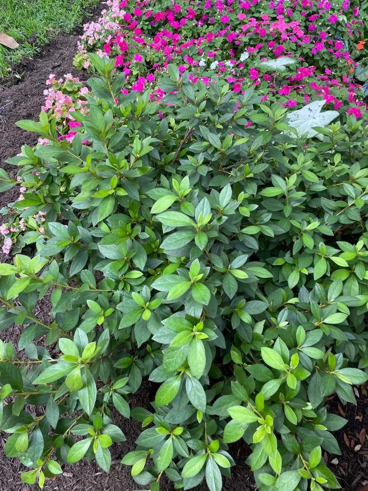 Local yard cleanup service in Houston, TX by Better ideas lawn landscaping