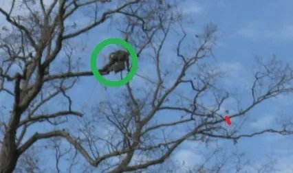 Better Tree Care
