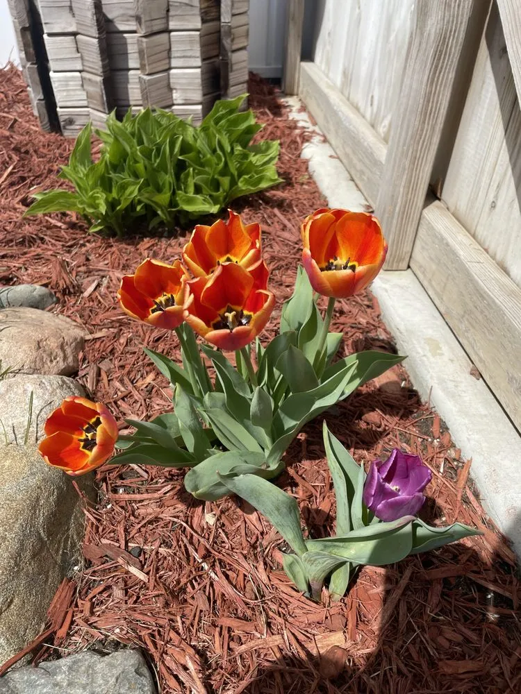 Custom landscape installation with custom design in Albion, MI by Better View