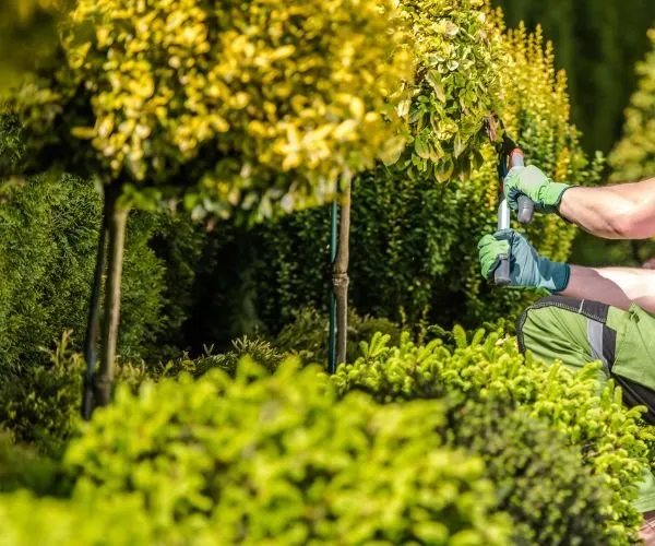 Local residential landscaping experts serving Oxnard, CA - Better View