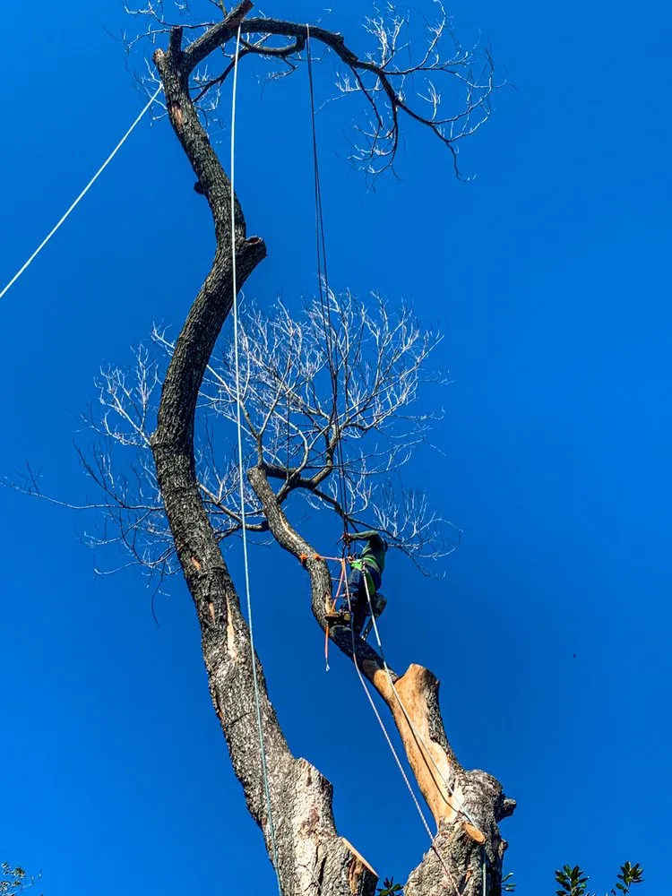 Expert yard maintenance experts serving Houston, TX - Better View Tree Service