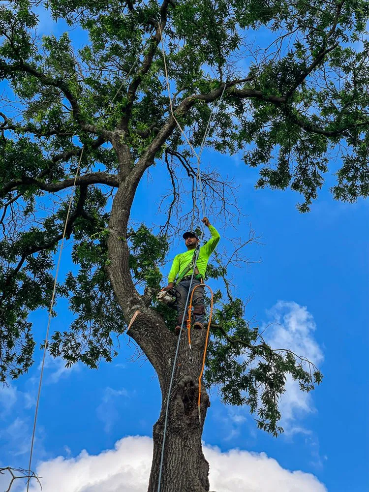 Custom lawn mowing service in Houston, TX by Better View Tree Service