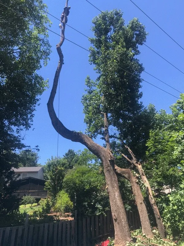 Expert residential landscaping experts serving Culpeper, VA - Better Views Tree and Landscaping