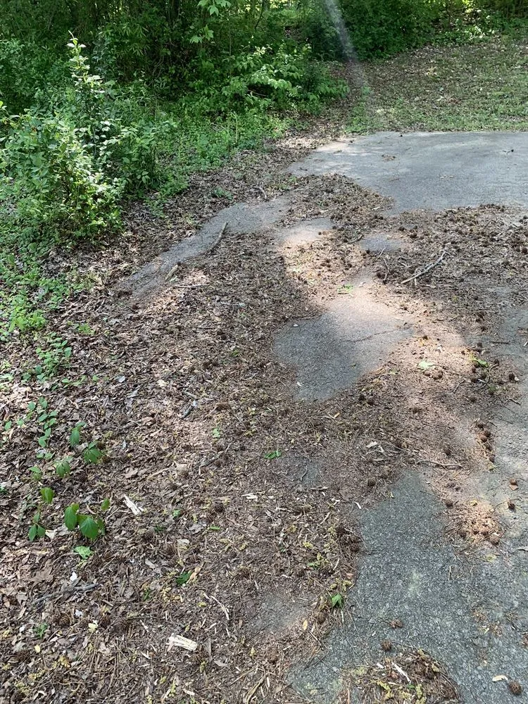 Trusted outdoor landscaping experts serving Salisbury, NC - Betty Lawn Care