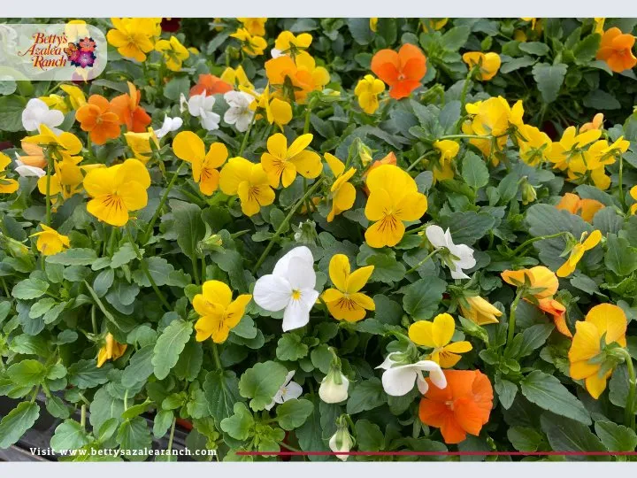 Top-rated outdoor landscaping for outdoor upgrades across Fairfax, VA - Betty's Azalea Ranch