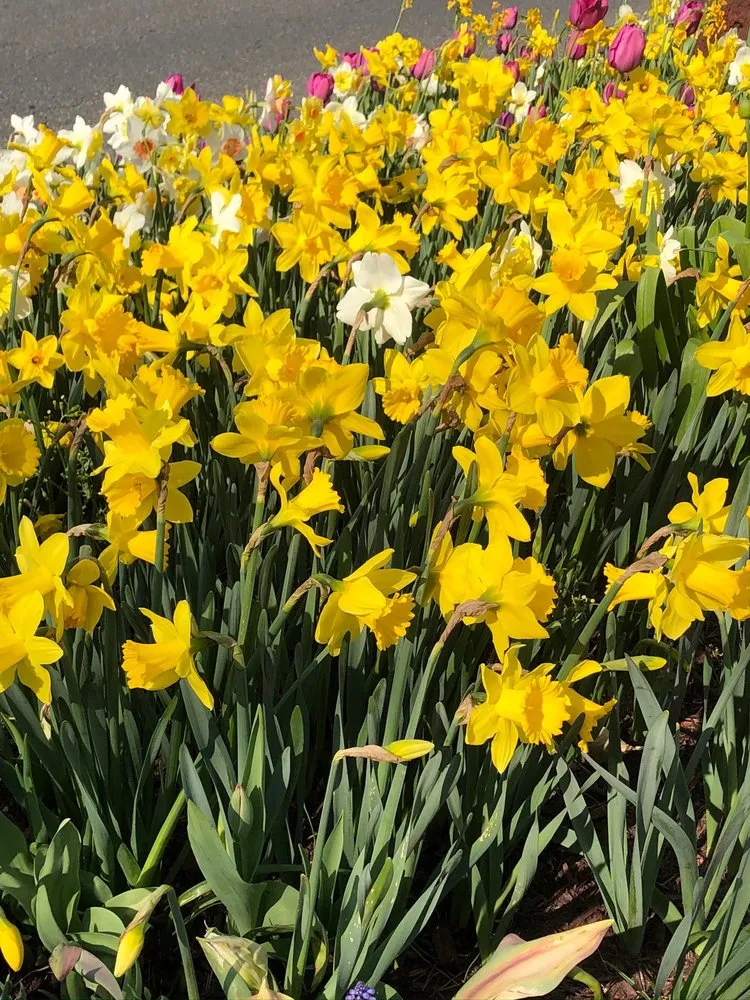 Top-rated residential landscaping experts serving Fairfax, VA - Betty's Azalea Ranch