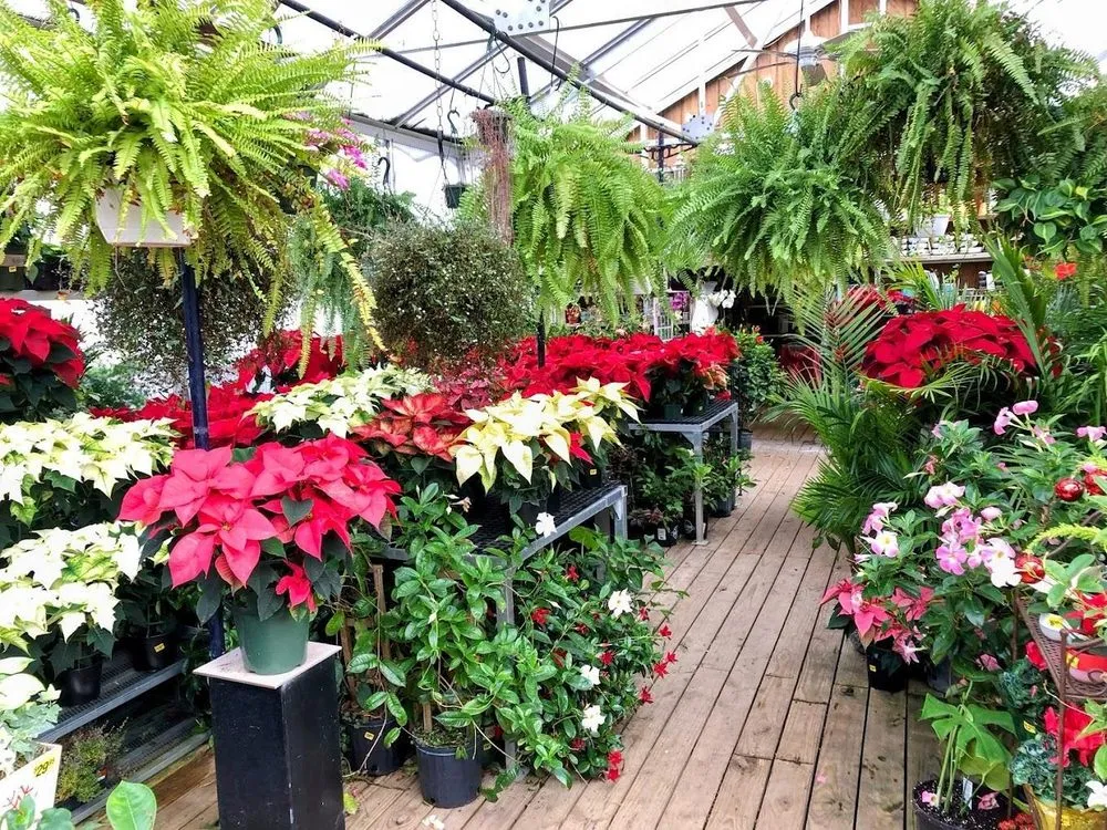 Affordable yard cleanup service experts serving Fairfax, VA - Betty's Azalea Ranch