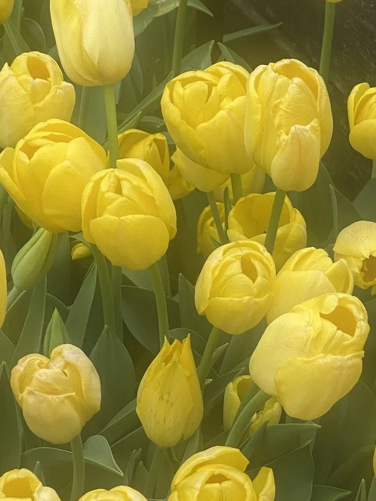 Expert landscaping services experts serving Fairfax, VA - Betty's Azalea Ranch