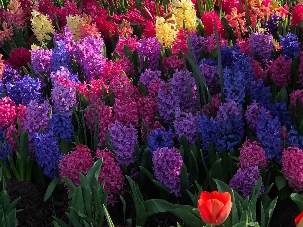 Reliable lawn care service for year-round maintenance in Fairfax, VA by Betty's Azalea Ranch