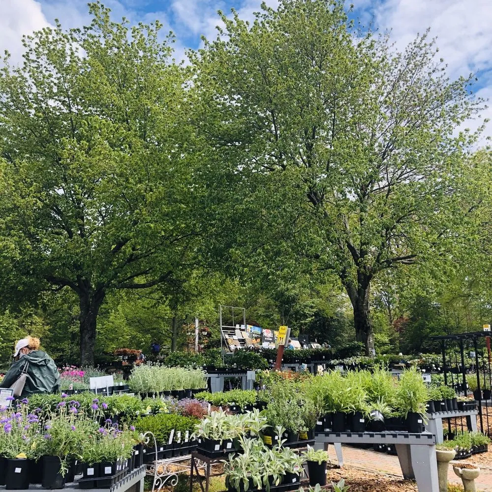 Custom yard cleanup service experts serving Fairfax, VA - Betty's Azalea Ranch