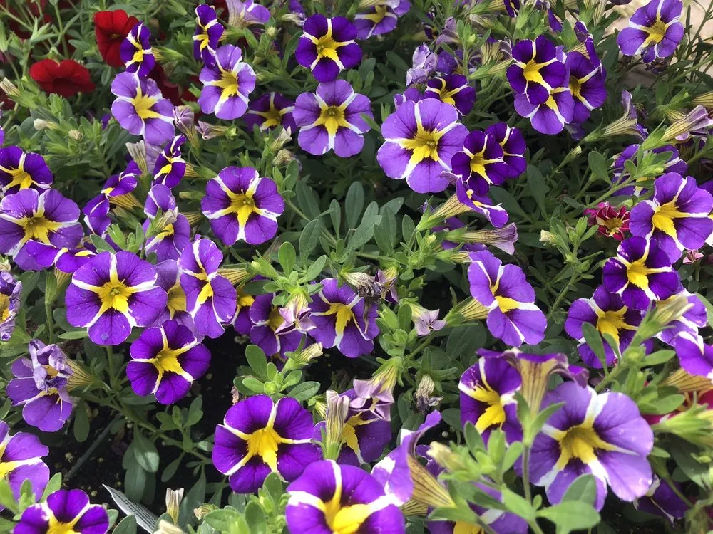 Affordable lawn care service for beautiful yards across Fairfax, VA - Betty's Azalea Ranch