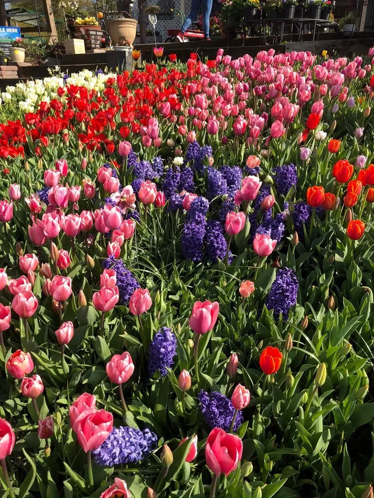 Trusted lawn care service for homes in Fairfax, VA by Betty's Azalea Ranch