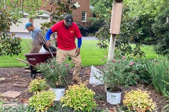 Top-rated yard maintenance for year-round maintenance across Fairfax, VA - Betty's Azalea Ranch