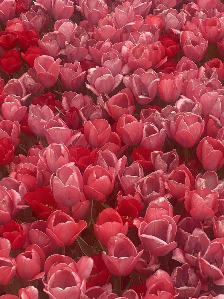 Custom garden landscaping experts serving Fairfax, VA - Betty's Azalea Ranch