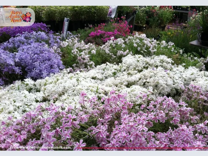 Custom landscape design in Fairfax, VA - Betty's Azalea Ranch