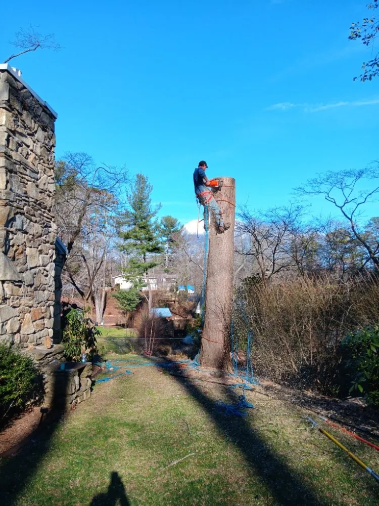 Expert yard cleanup service in Asheville, NC - Bevans Tree Service