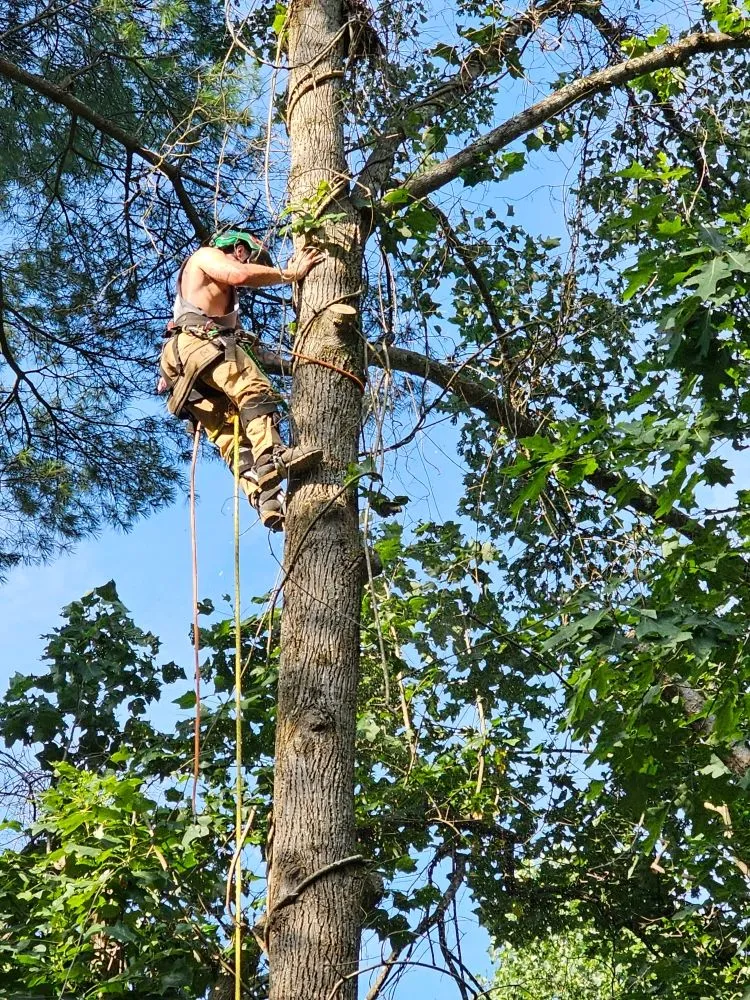 Trusted landscape installation for homes in Asheville, NC by Bevans Tree Service