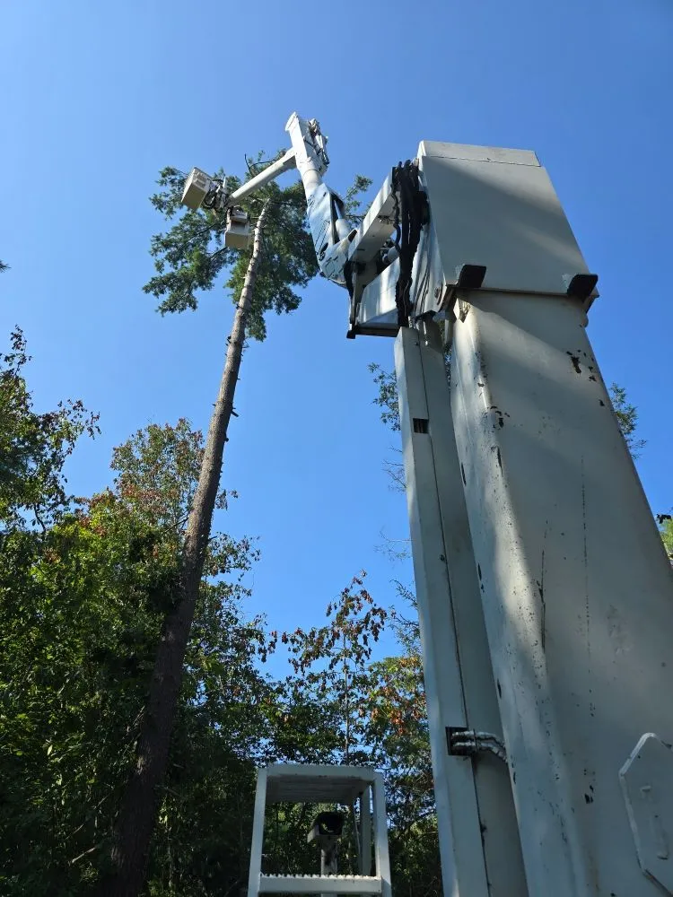 Top-rated yard cleanup service in Asheville, NC by Bevans Tree Service