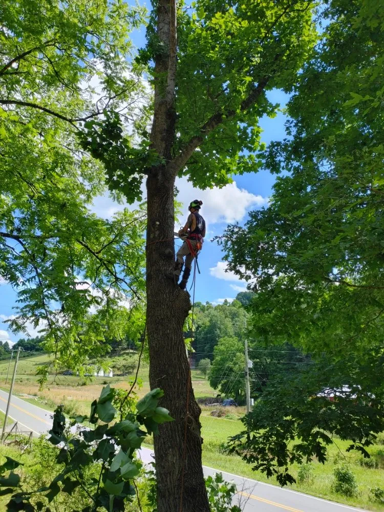 Professional landscaping services in Asheville, NC - Bevans Tree Service