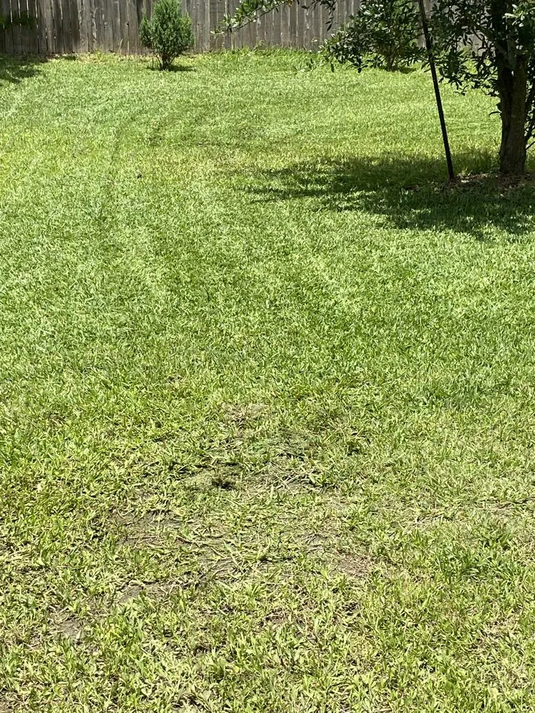 Expert lawn care service in San Antonio, TX - Bexar County Mowing