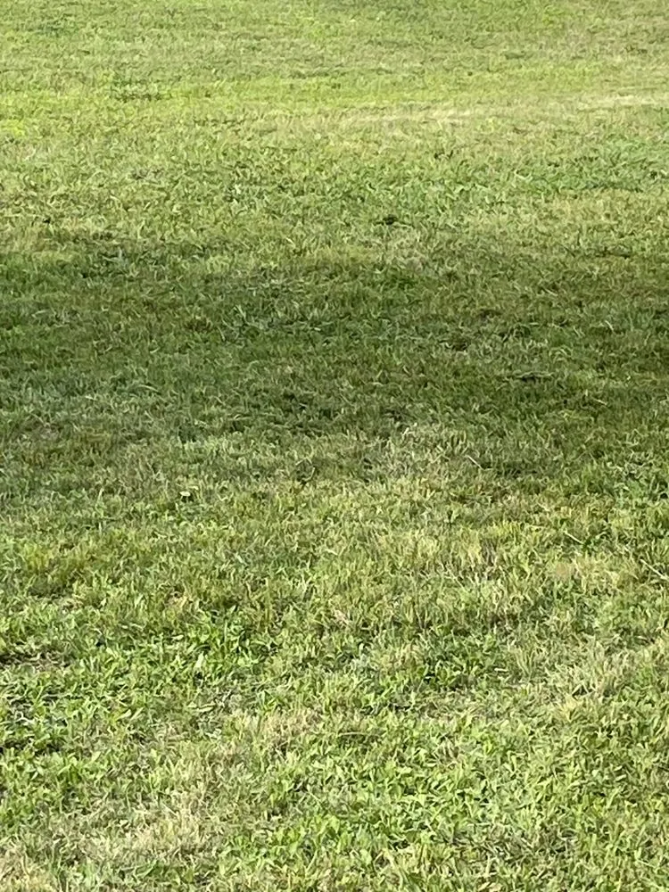 Professional yard maintenance in San Antonio, TX by Bexar County Mowing