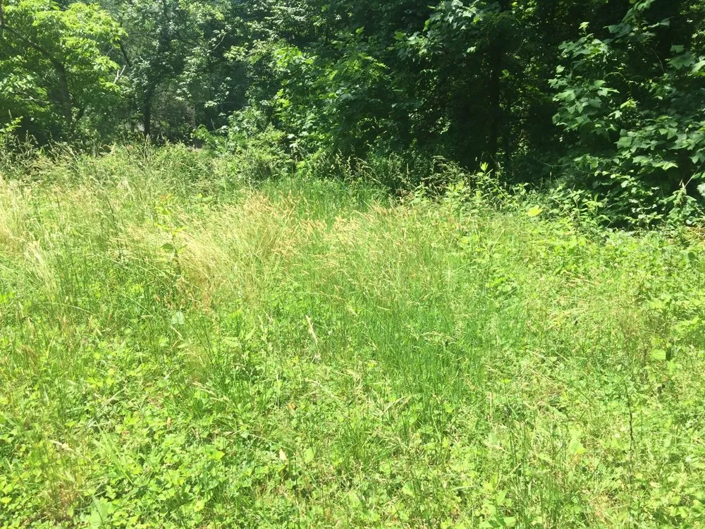 Reliable lawn care service with custom design across Waynesville, NC - Beyond Blessed Labor