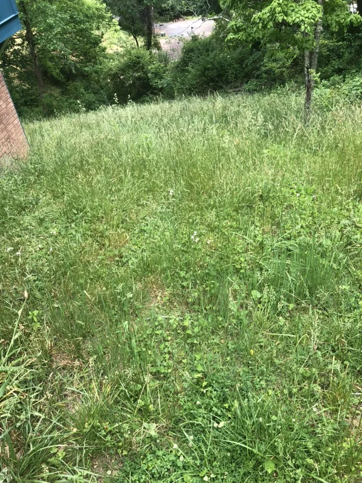 Reliable yard cleanup service in Waynesville, NC - Beyond Blessed Labor