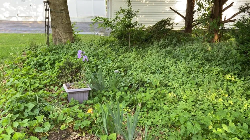 Affordable yard maintenance for outdoor upgrades across Pennsauken Township, NJ - Beyond Cutting Edge Landscaping