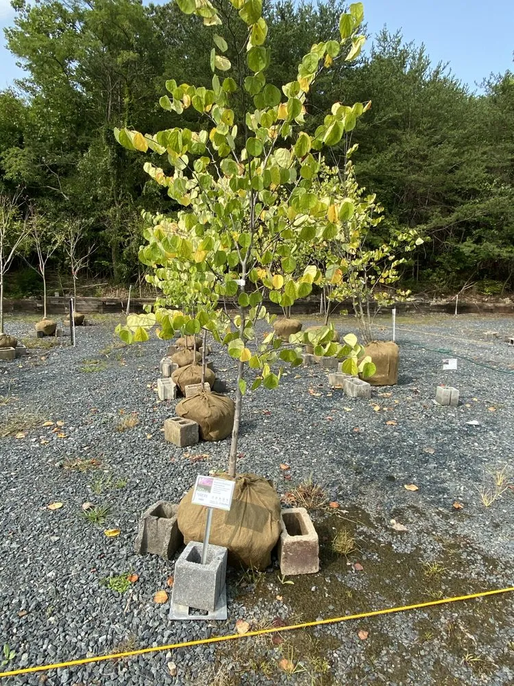 Affordable lawn mowing service in Aberdeen, MD by Beyond Gardens