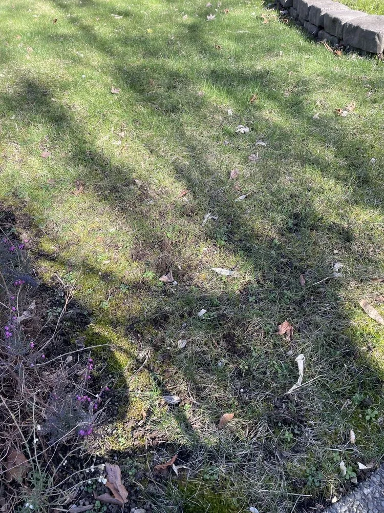 Local yard maintenance experts serving Renton, WA - Beyond Landscaping