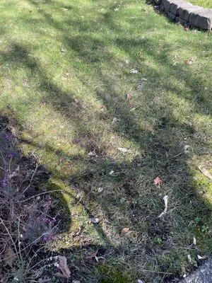 Beyond Landscaping Logo