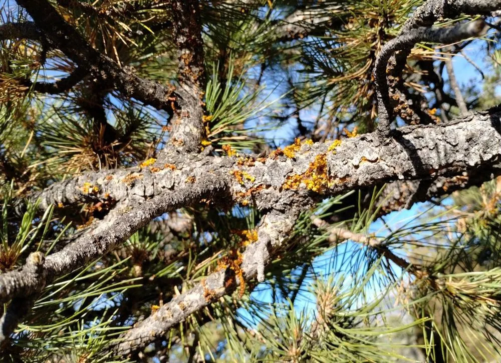 Professional residential landscaping near you in Estes Park, CO by Beyond Services Group