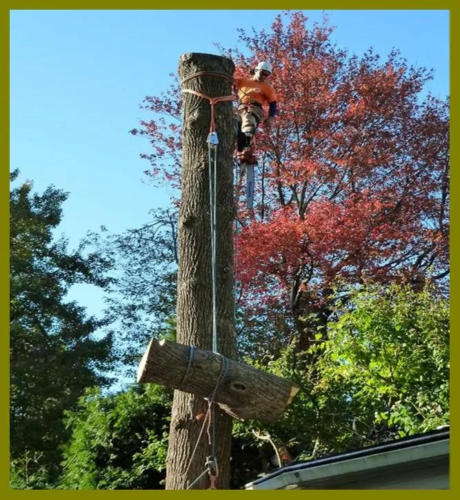 Custom yard maintenance in Perkiomenville, PA by Beyond The Leaf Tree & Shrub Experts