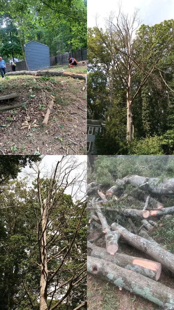 Affordable yard maintenance for homes in Richmond, VA by Beyond Tree Services