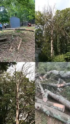 Beyond Tree Services Logo