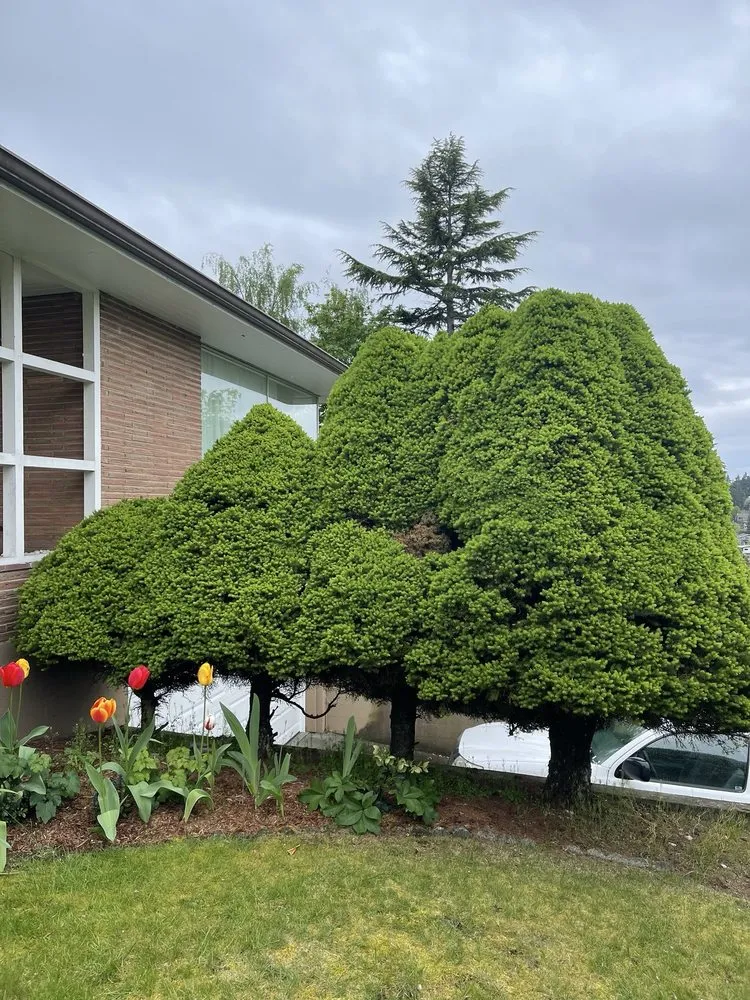 Professional landscape design with custom design in Bremerton, WA by Bg Green Services LLC