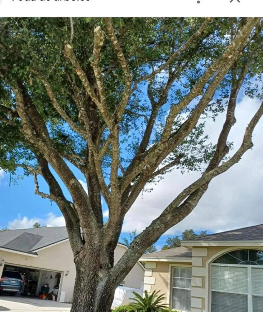 Top-rated landscape design experts serving Miami, FL - BG Landscaper’s