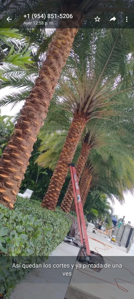 Affordable landscaping services experts serving Miami, FL - BG Landscaper’s