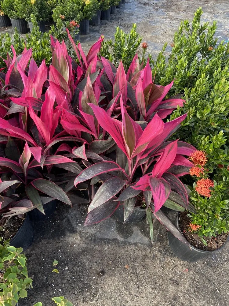 Professional landscape design in Palm Bay, FL - BG Landscaping